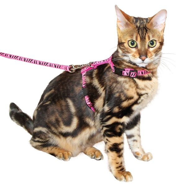 Pavadas un kakla siksnas