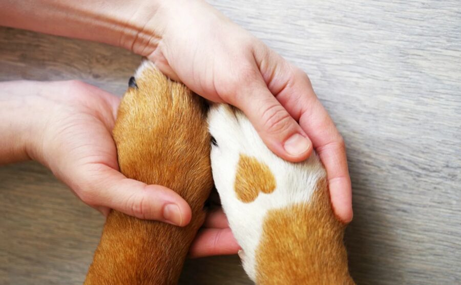 Nagu un ķēpu kopšana