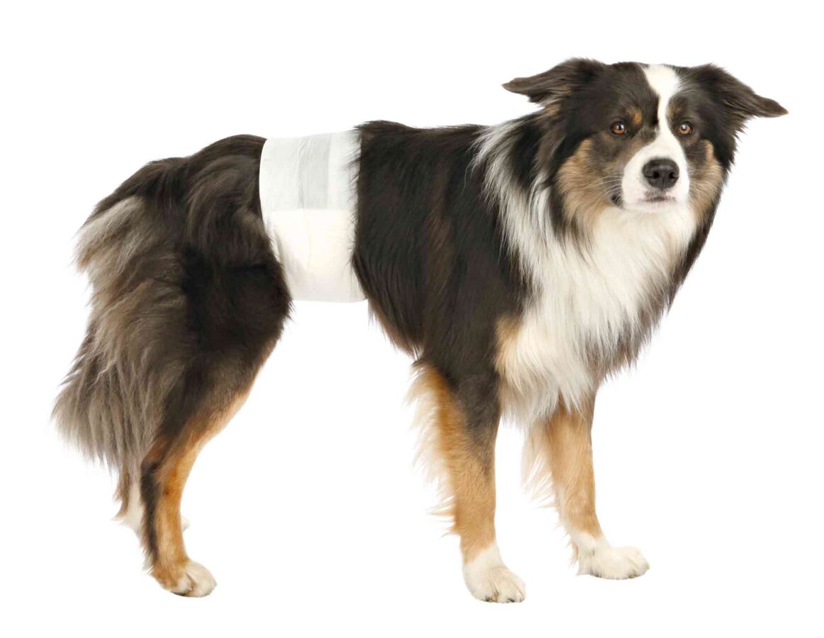 Autiņbiksītes suņiem - Trixie Diapers for male dogs, 12 gab,  L–XL