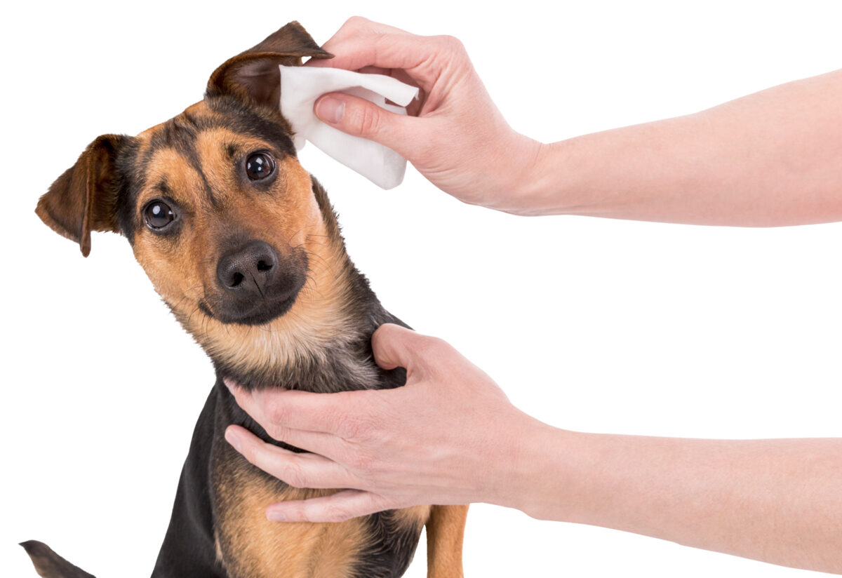 Mitrās salvetes ausu higiēnai mājdzīvniekiem - Trixie Ear Care Wipes 30 gab.