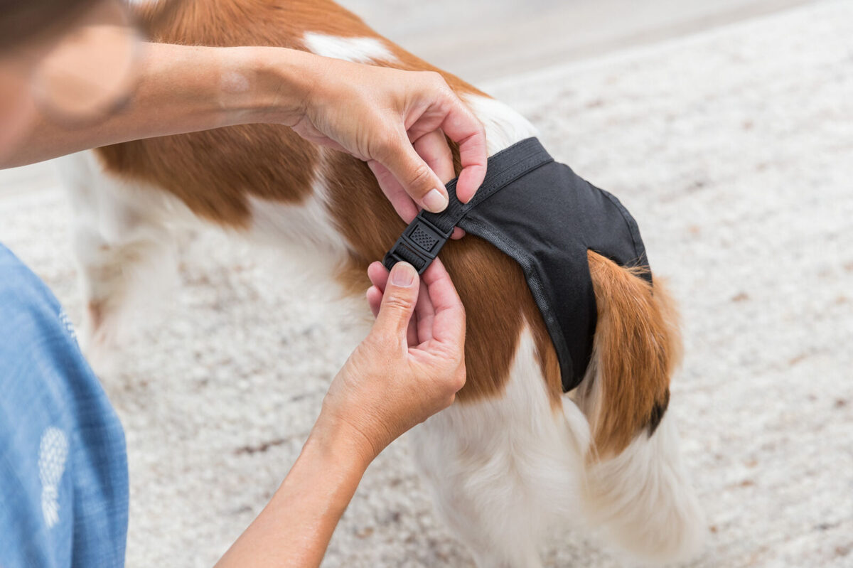 Biksītes suņiem - Trixie Protective Pants  "S-M", 32-39cm, black