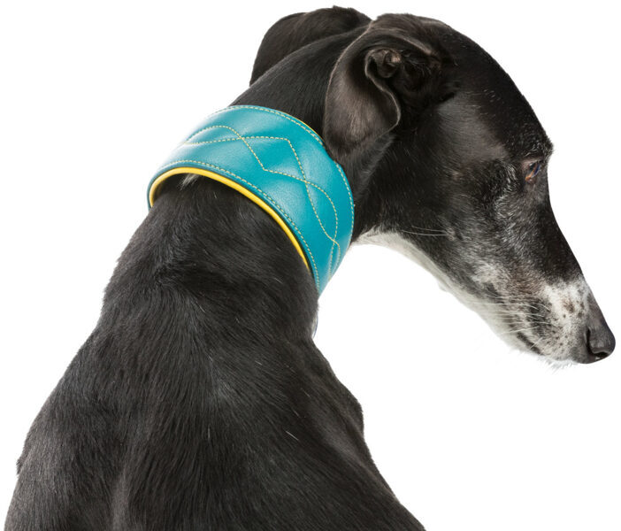 Kakla siksna (āda)- Trixie Active Comfort collar for greyhounds, S–M: 33–42 cm/60 mm, petrol.