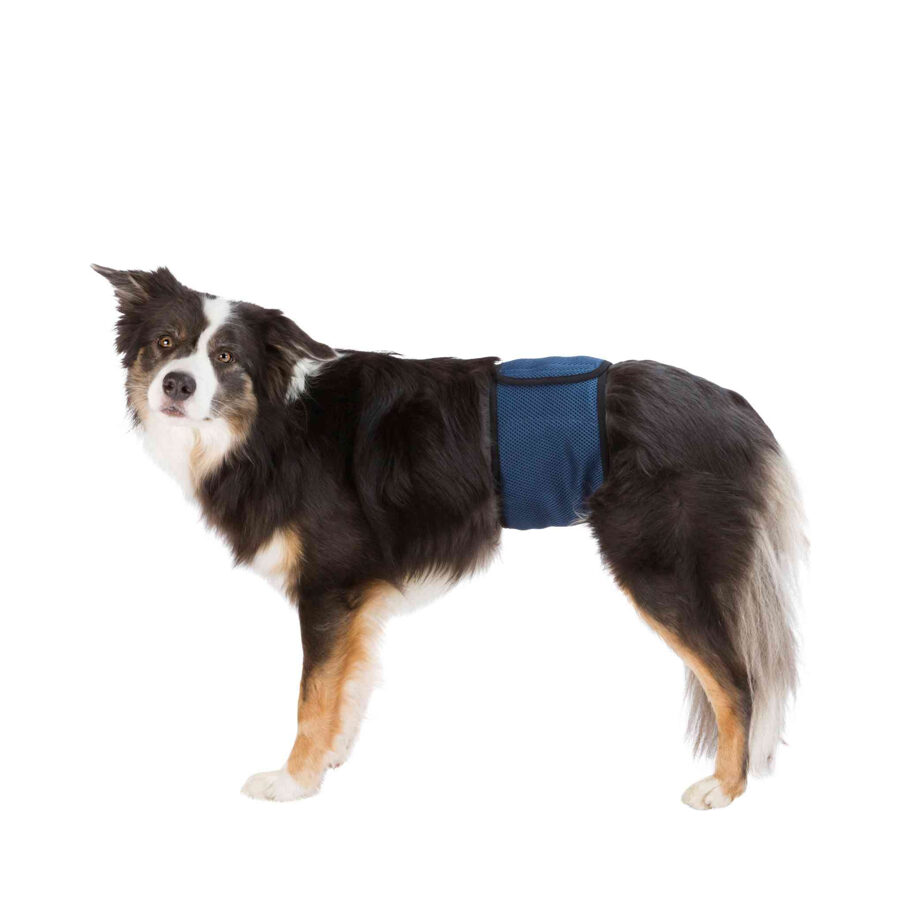 Autiņbiksītes suņiem Trixie Diapers for male dogs, mesh material, XL: 65–75 cm, dark blue